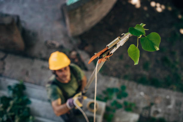 Best Large Tree Removal  in Citrus Hills, FL